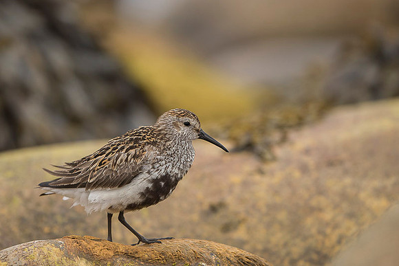 Dunlin  Biegus zmienny