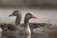 Greylag Goose / Gęgawa