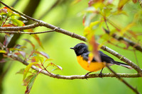 Slate-throated Redstart