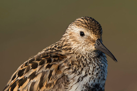 Dunlin  Biegus zmienny