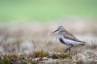 Dunlin  Biegus zmienny