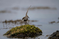 Dunlin  Biegus zmienny