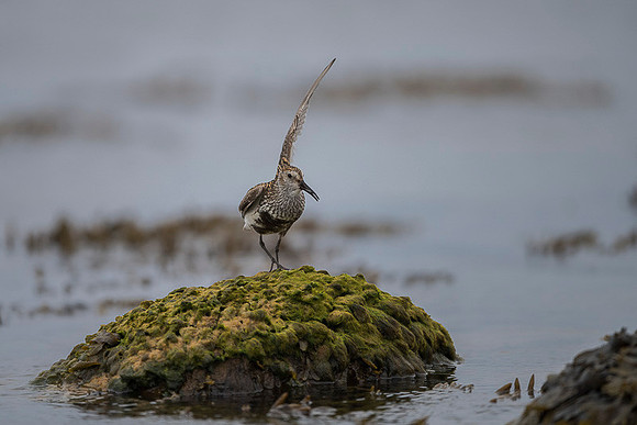 Dunlin  Biegus zmienny