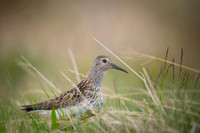 Dunlin  Biegus zmienny