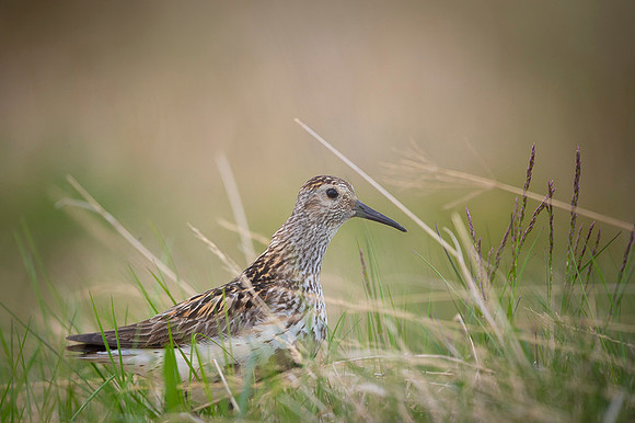 Dunlin  Biegus zmienny