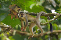Ecuadorian Squirrel Monkey