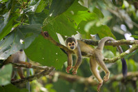 Ecuadorian Squirrel Monkey