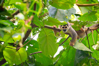 Ecuadorian Squirrel Monkey