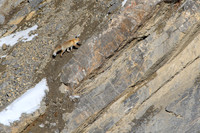 Himalayan Red Fox