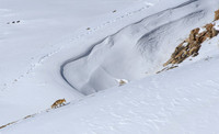 Himalayan Red Fox