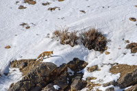 Himalayan Red Fox
