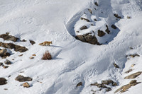 Himalayan Red Fox