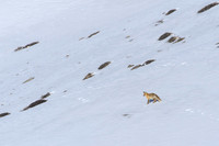 Himalayan Red Fox