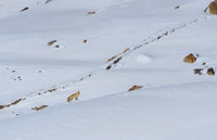 Himalayan Red Fox