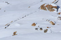 Himalayan Red Fox