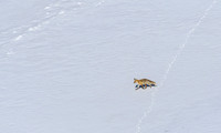 Himalayan Red Fox