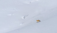 Himalayan Red Fox