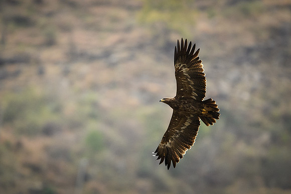 Steppe eagle