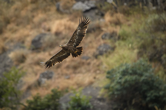 Steppe eagle