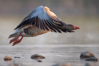 Greylag Goose / Gęgawa