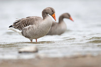 Greylag Goose / Gęgawa