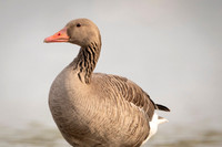 Greylag Goose / Gęgawa