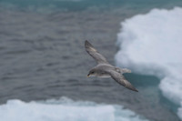 Northern Fulmar