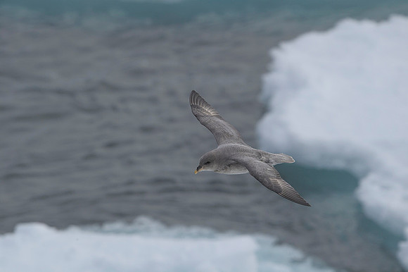 Northern Fulmar