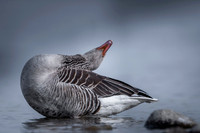 Greylag Goose / Gęgawa