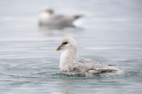 Northern Fulmar