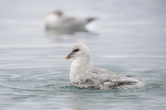 Northern Fulmar