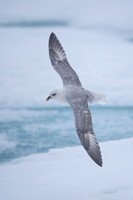 Northern Fulmar