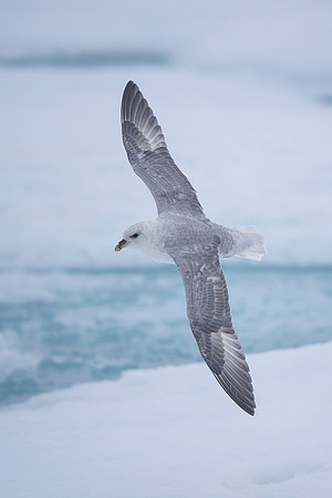 Northern Fulmar