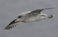 Northern Fulmar