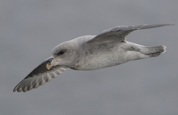 Northern Fulmar