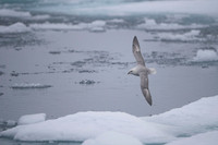 Northern Fulmar