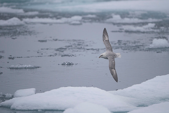 Northern Fulmar