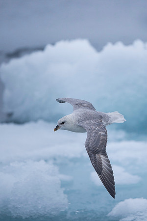 Northern Fulmar