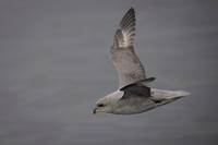 Northern Fulmar