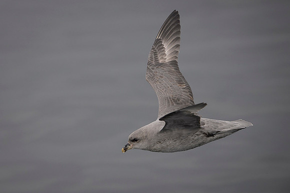 Northern Fulmar