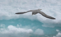 Northern Fulmar