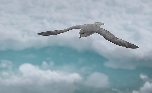 Northern Fulmar