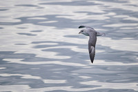 Northern Fulmar