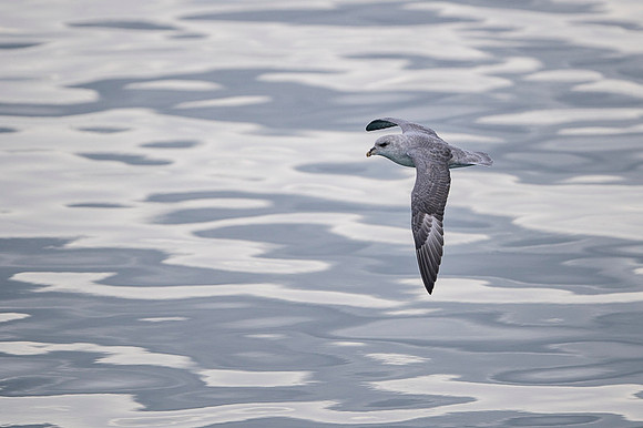 Northern Fulmar