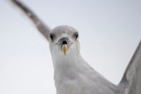 Northern Fulmar