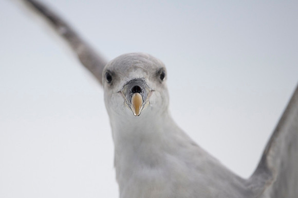 Northern Fulmar