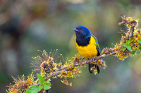 Black-chested Mountain Tanager