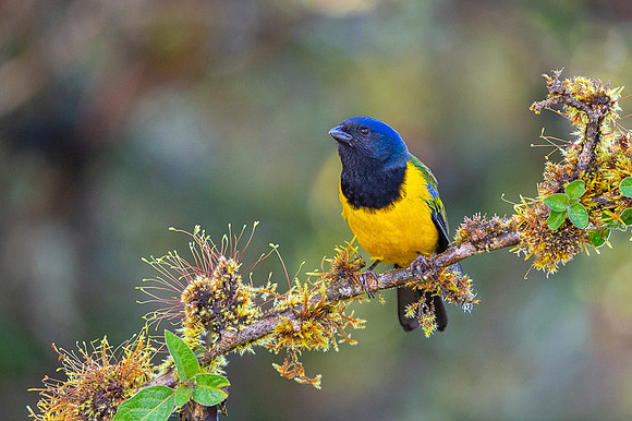 Black-chested Mountain Tanager