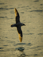 Northern Fulmar
