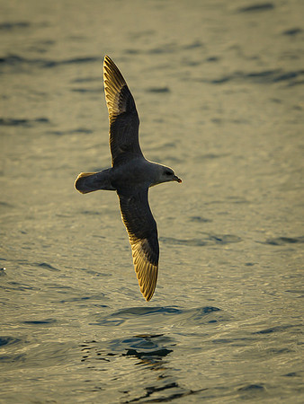 Northern Fulmar